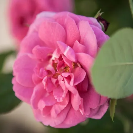 Bed & Breakfast Villino Di Porporano