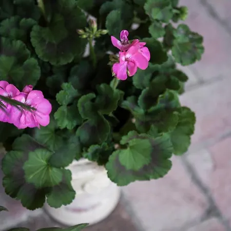 Villino Di Porporano 4* Πάρμα