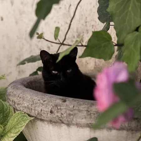 Bed & Breakfast Villino Di Porporano 4*