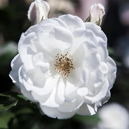 Villino Di Porporano Bed & Breakfast 4*