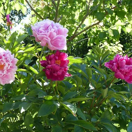 Bed & Breakfast Villino Di Porporano Parma