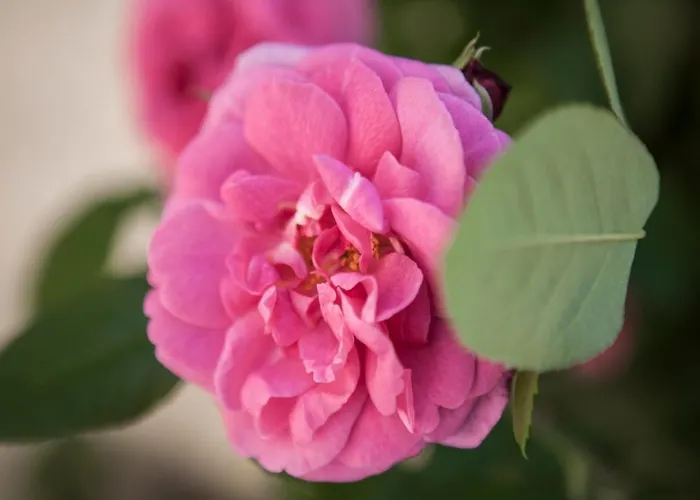 Bed & Breakfast Villino Di Porporano