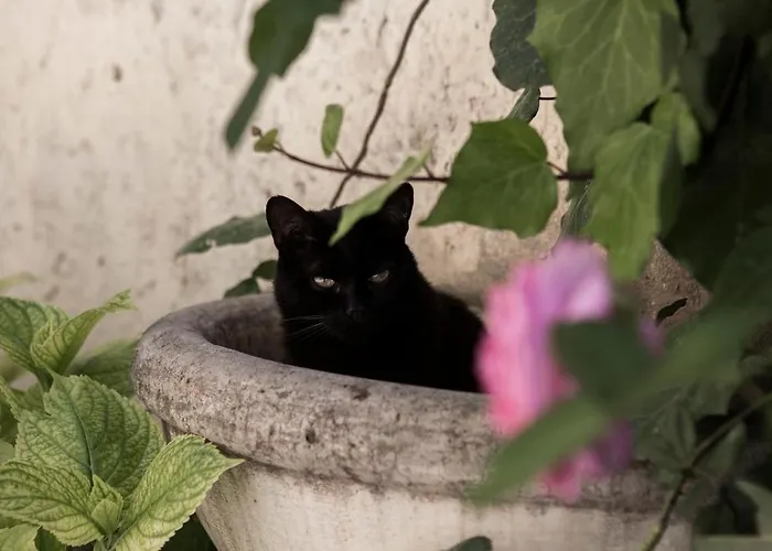 Bed & Breakfast Villino Di Porporano 4*