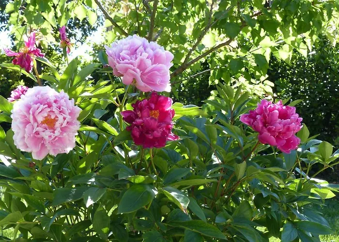 Bed & Breakfast Villino Di Porporano Parma